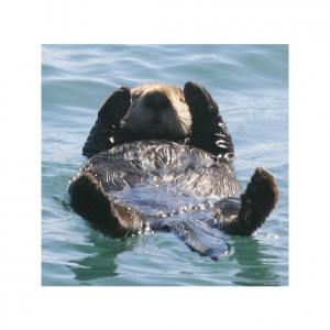 Otter on back