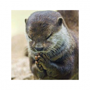 cute otter