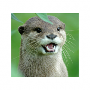 otter
